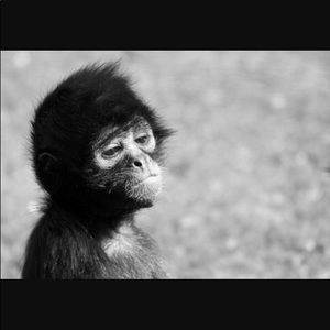 Meet your Posher, Zhimaal